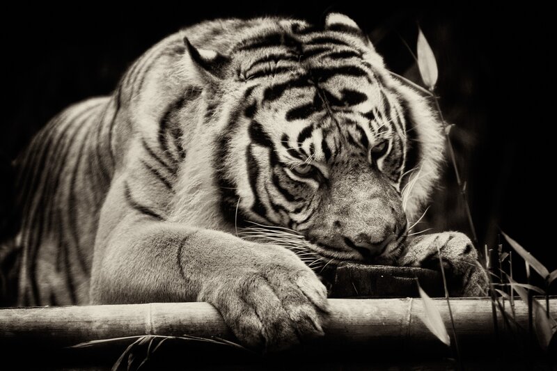 tiger resting on bamboo