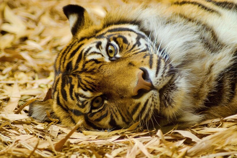 tiger resting on bamboo