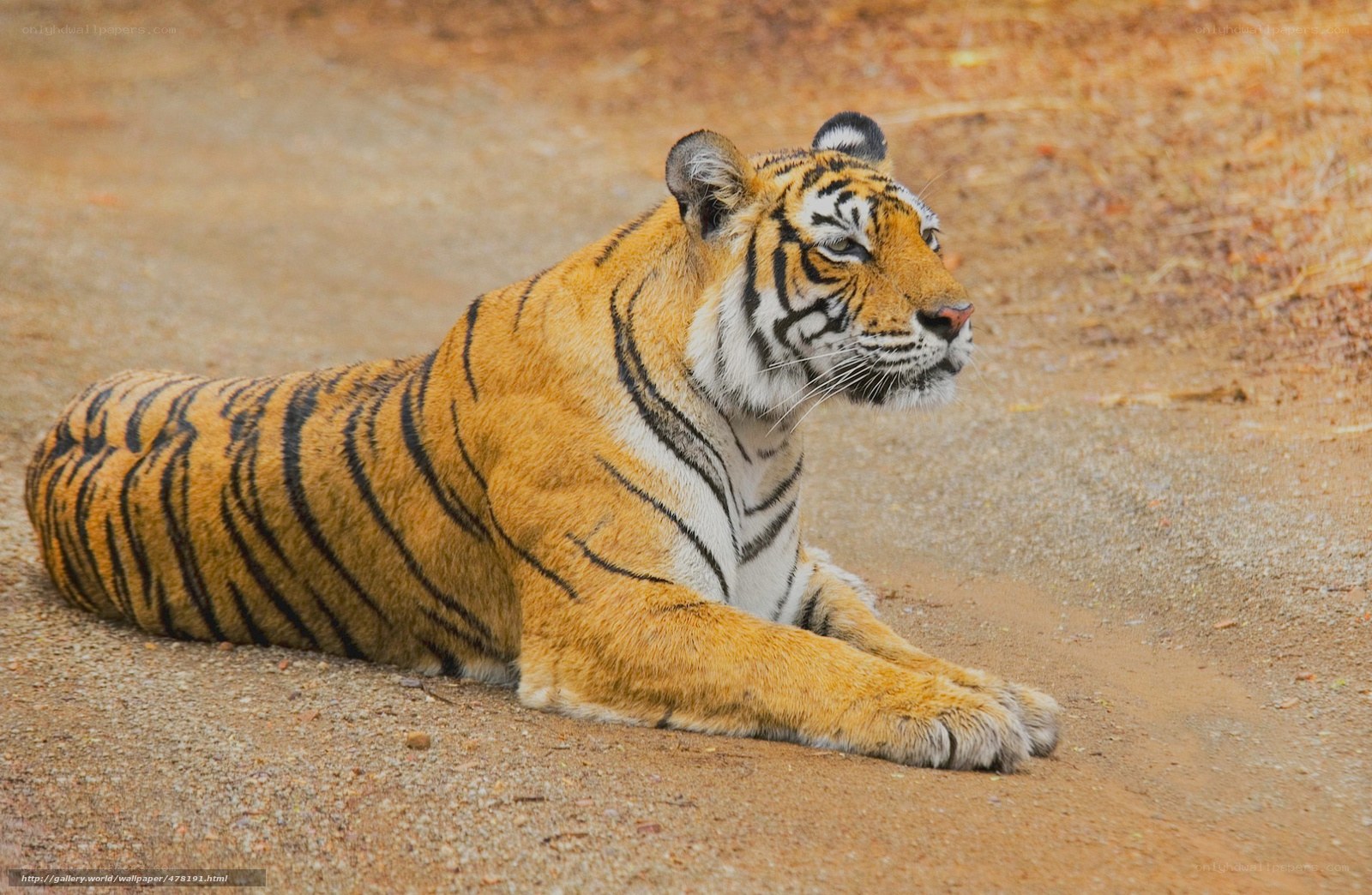 Tiger resting on dirt ground