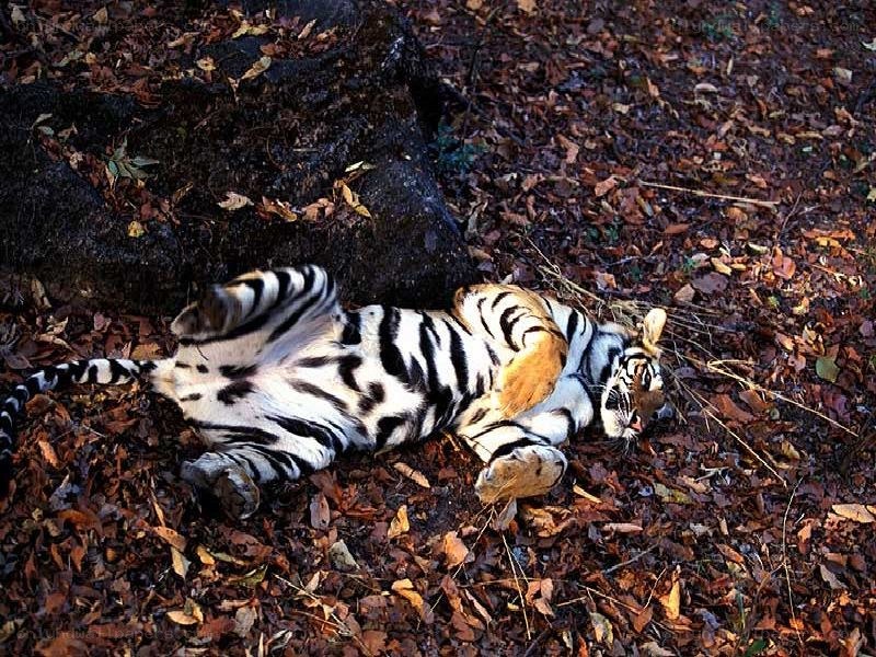 Tiger resting on forest floor