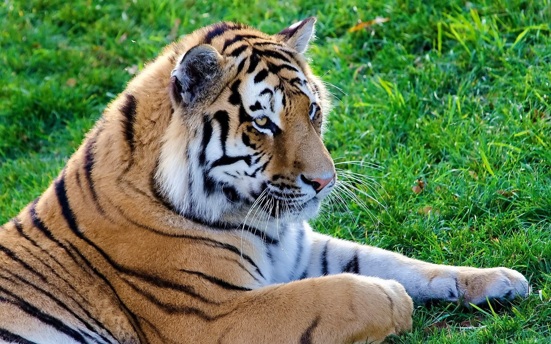 tiger resting on grass