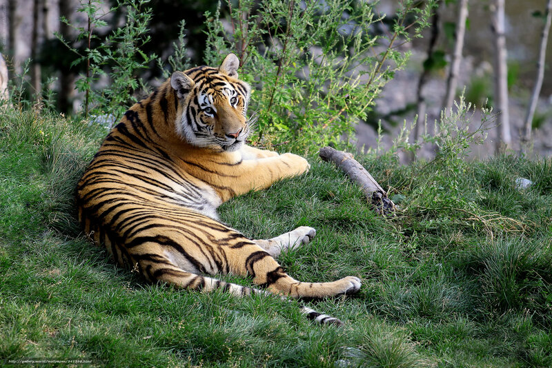 tiger resting on grass
