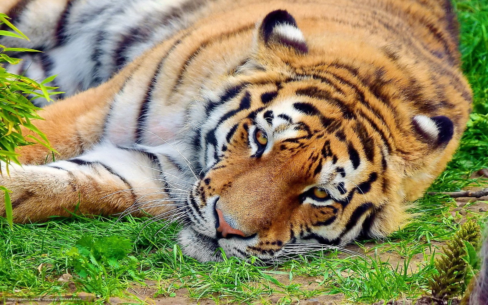 Tiger resting on grass
