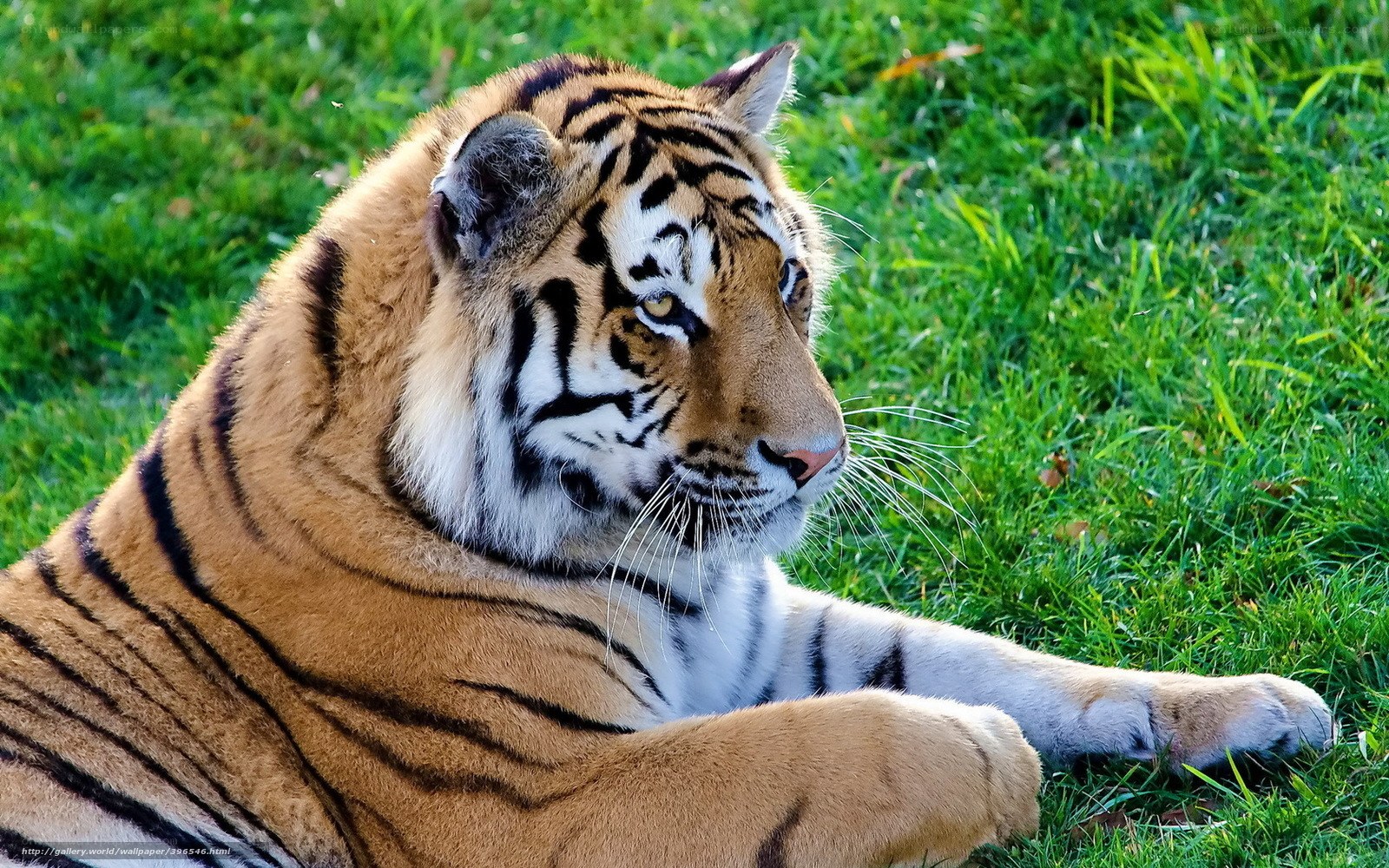 tiger resting on grass