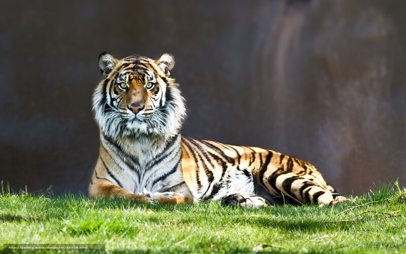 Tiger resting on grass