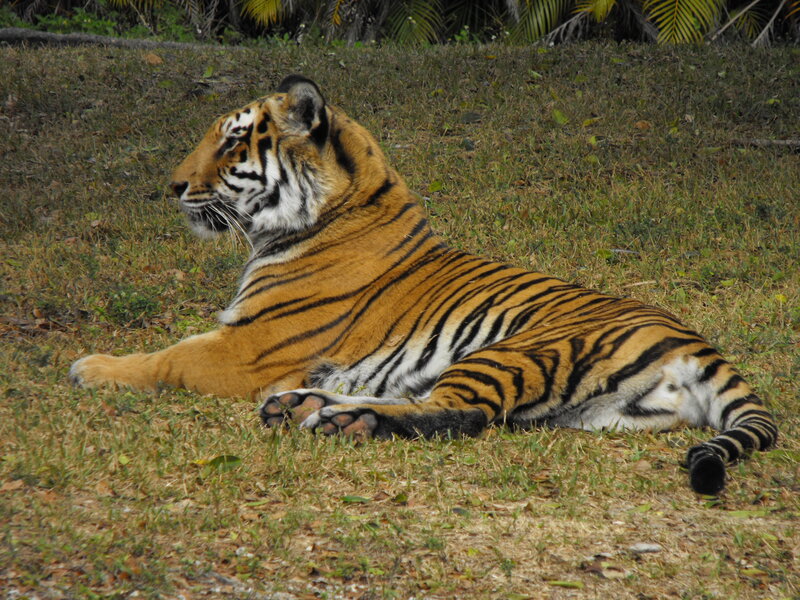 Tiger resting on grass