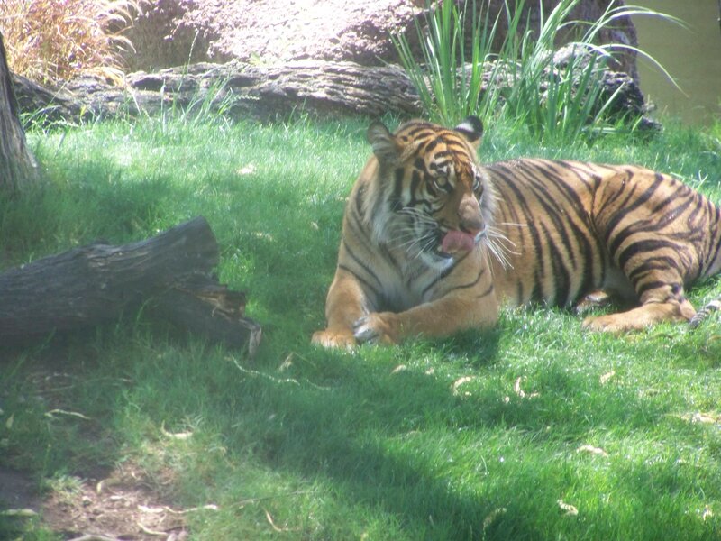 Tiger resting on grass