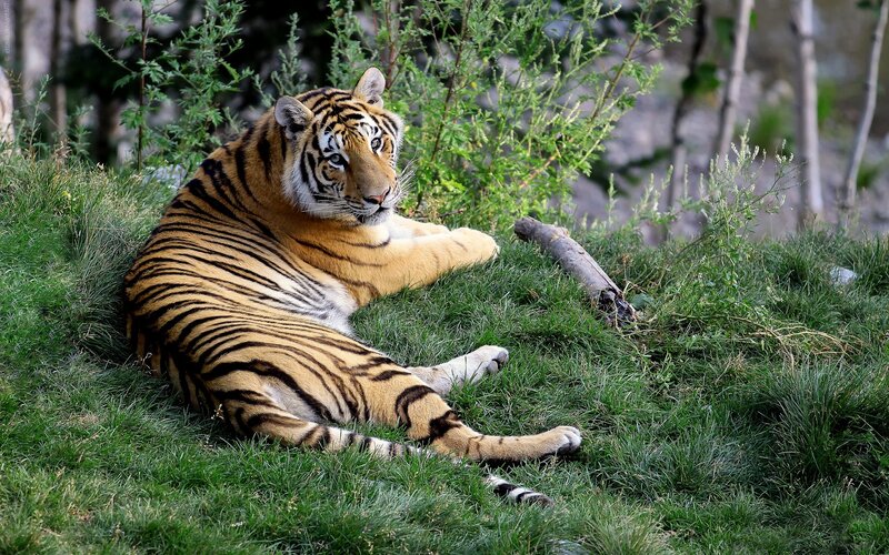 Tiger resting on grass