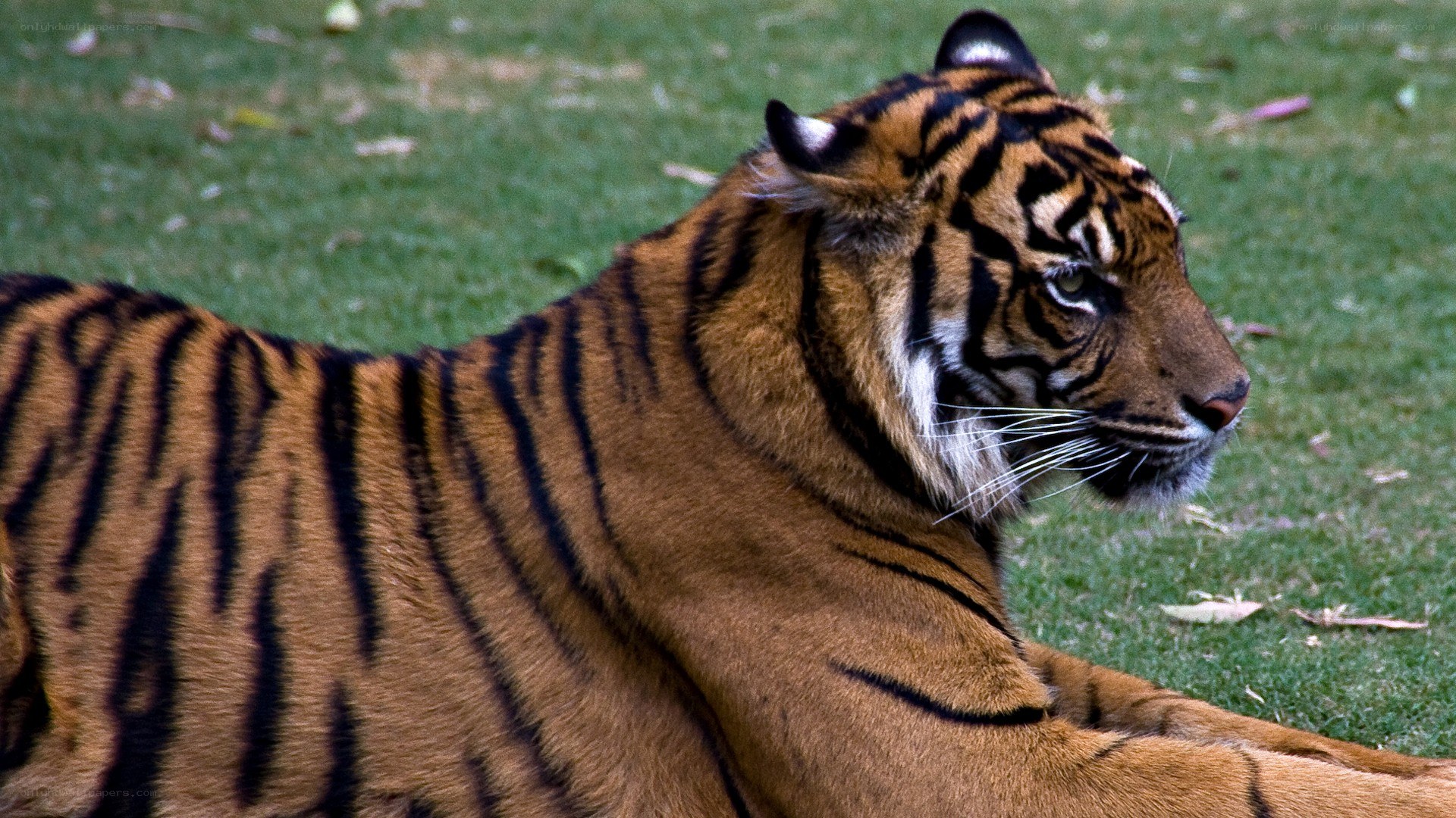 tiger resting on grass
