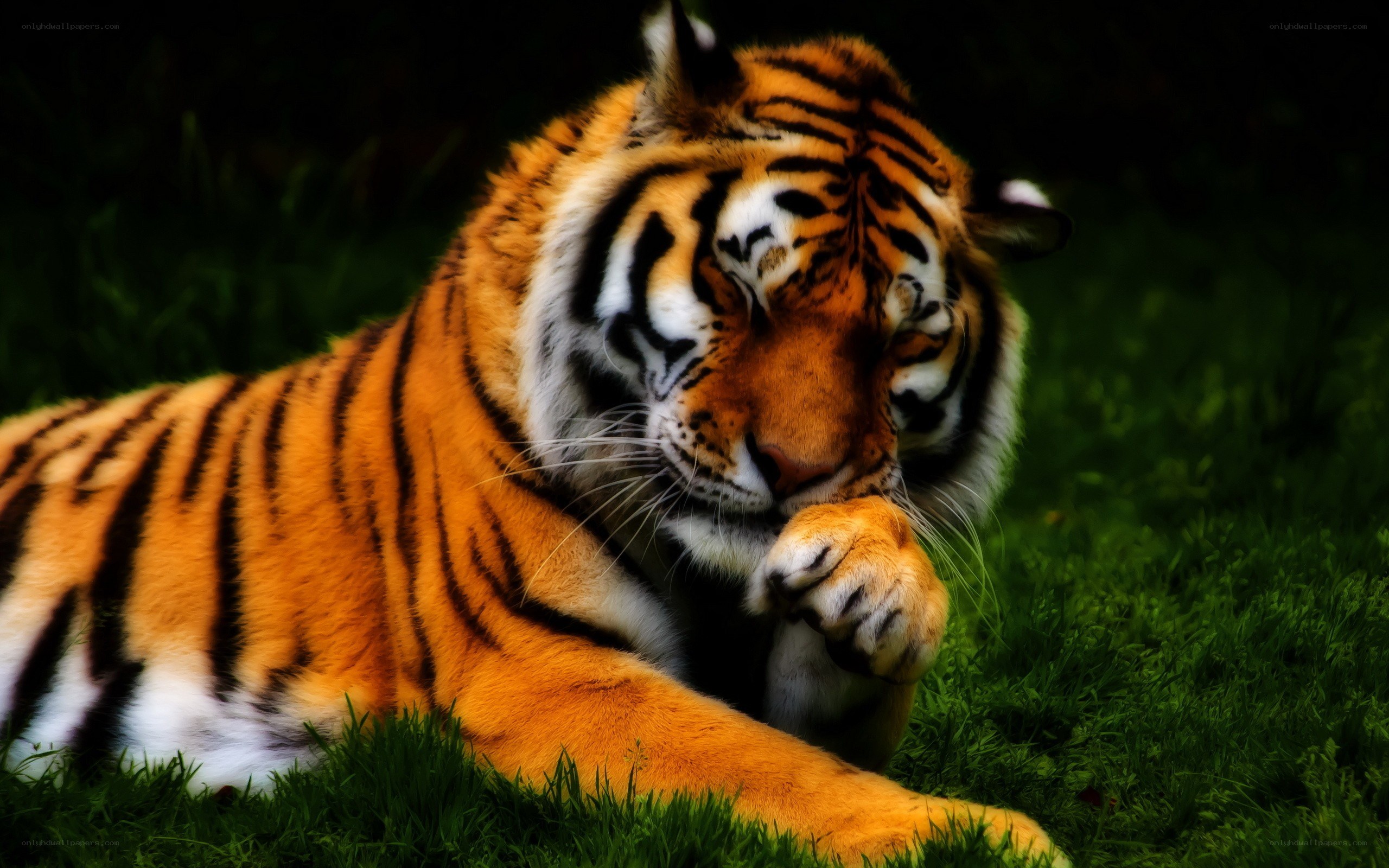 tiger resting on grass