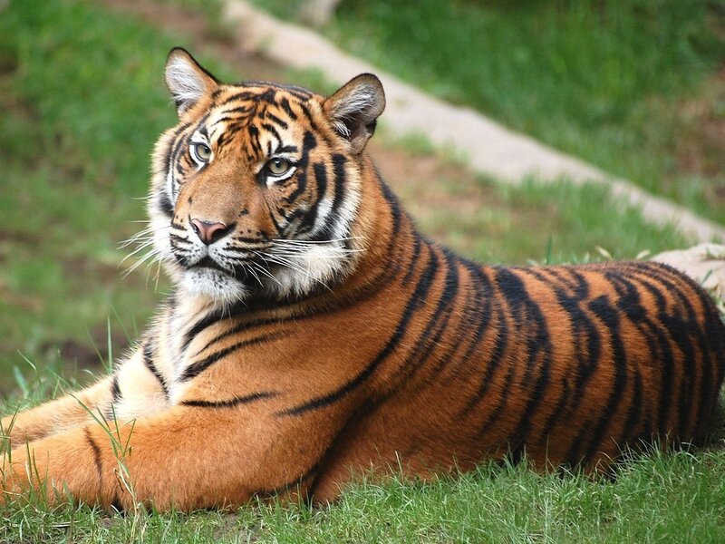 tiger resting on grass
