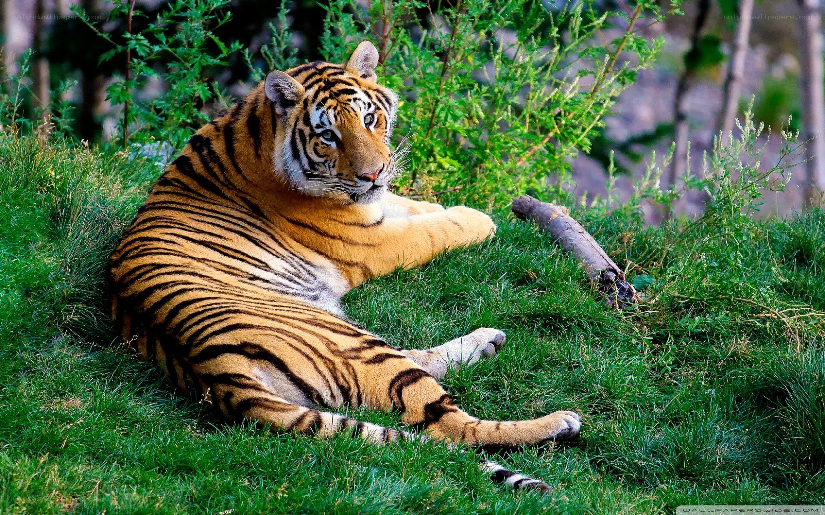 tiger resting on grass