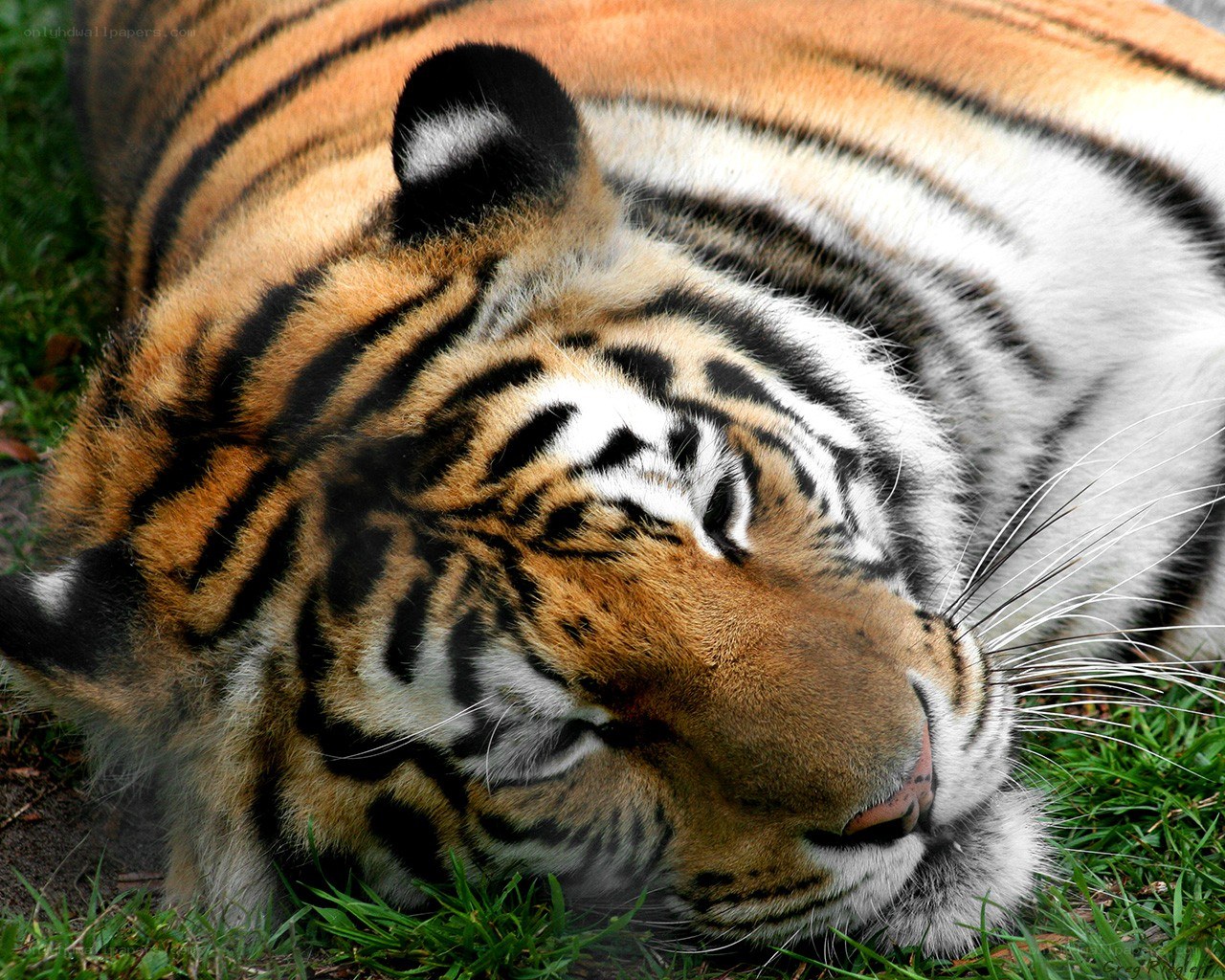 Tiger resting on grass