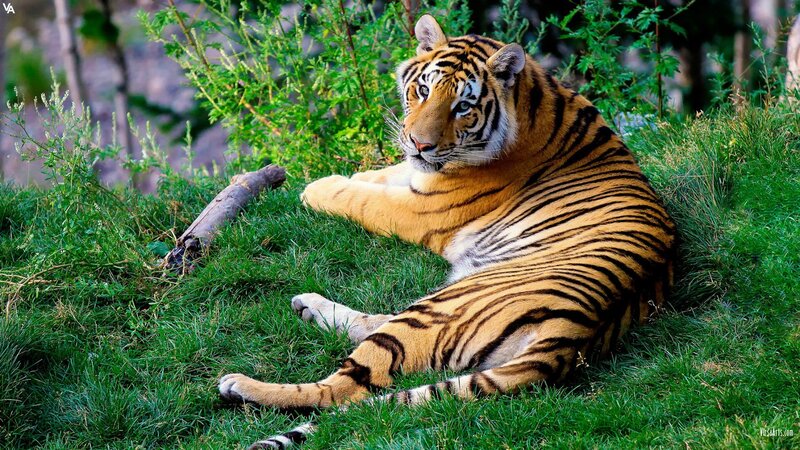 tiger resting on grass