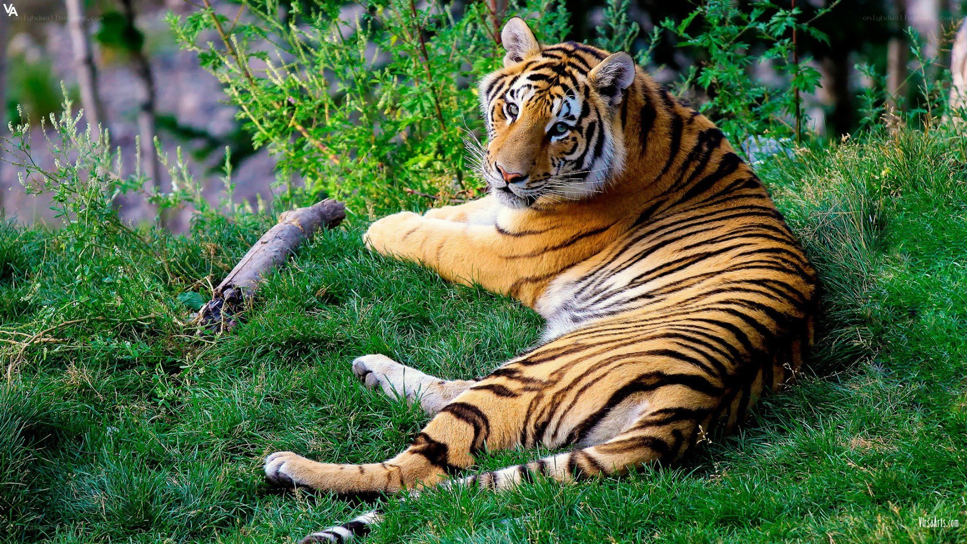 tiger resting on grass