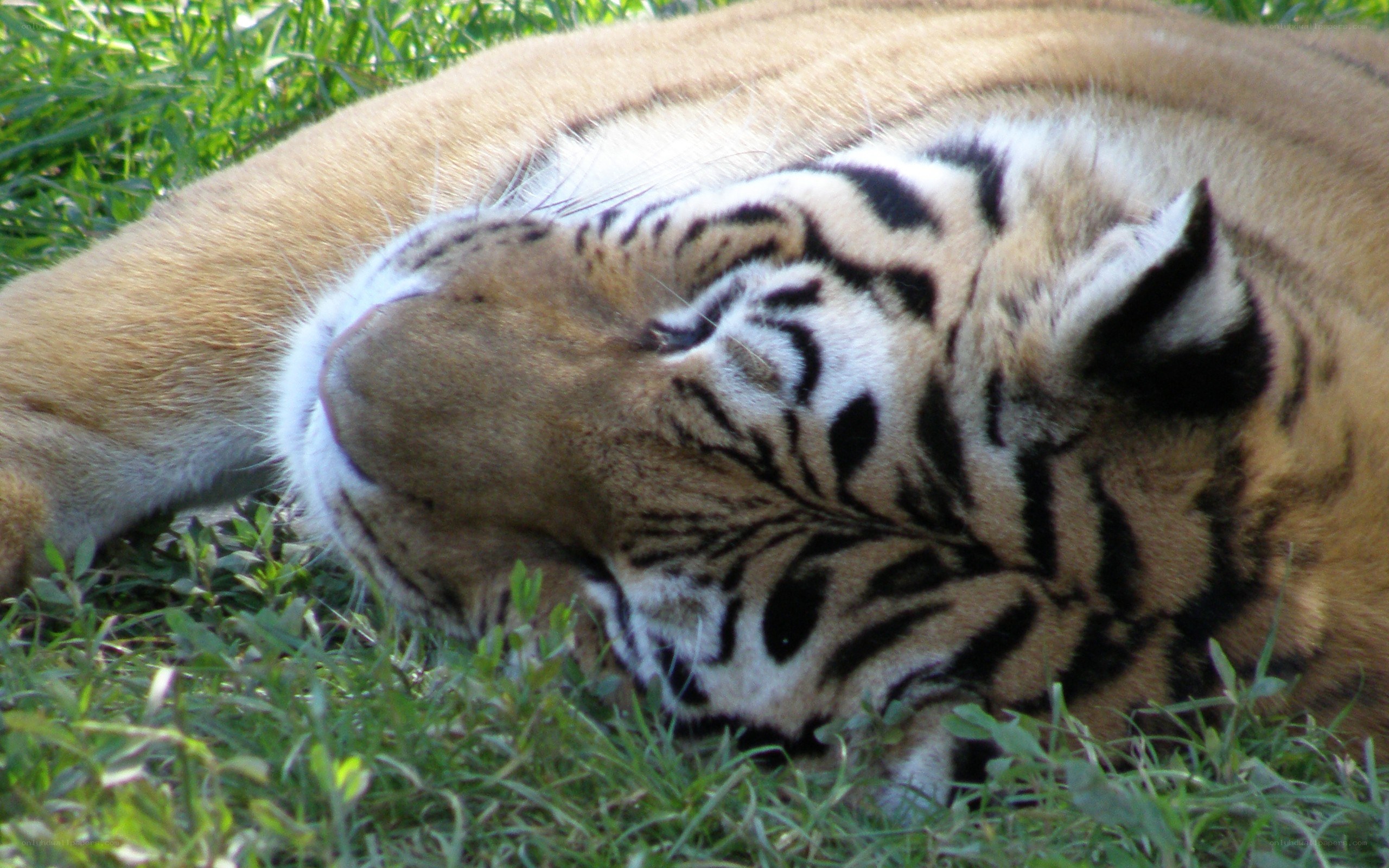 tiger resting on grass