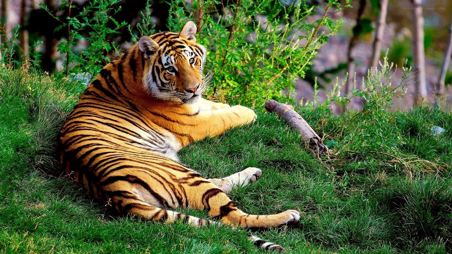 Tiger resting on grass