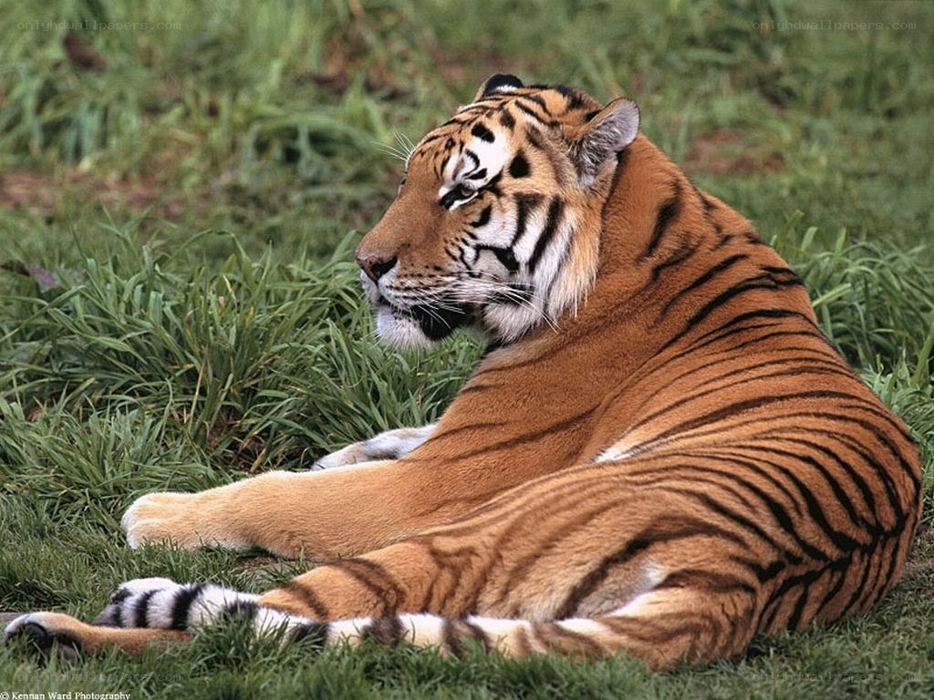 Tiger resting on grass