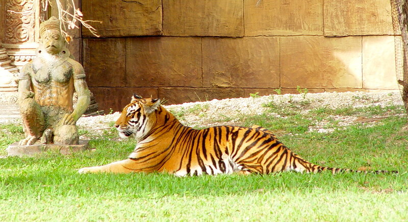 Tiger resting on grass