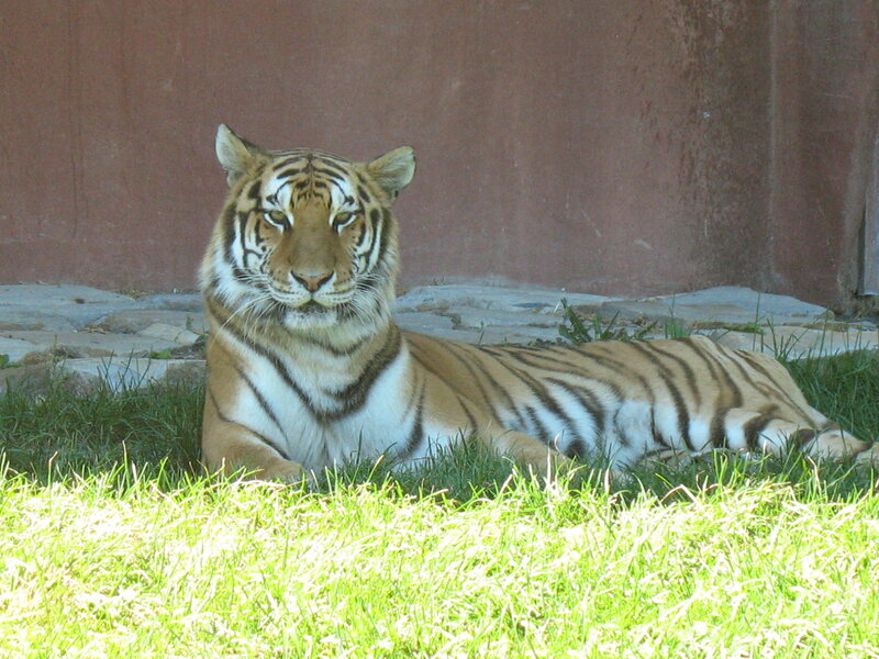 tiger resting on grass