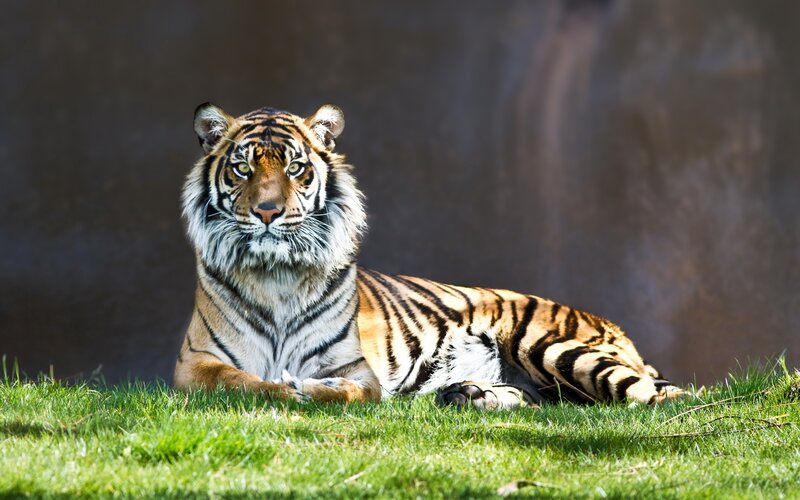 Tiger resting on grass