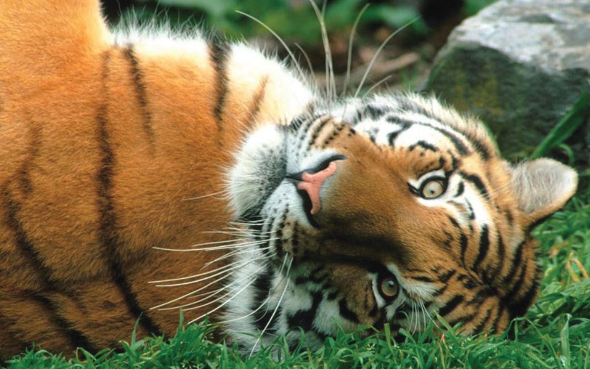 tiger resting on grass