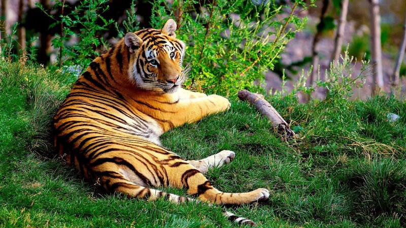 Tiger Resting on Grass — Afternoon