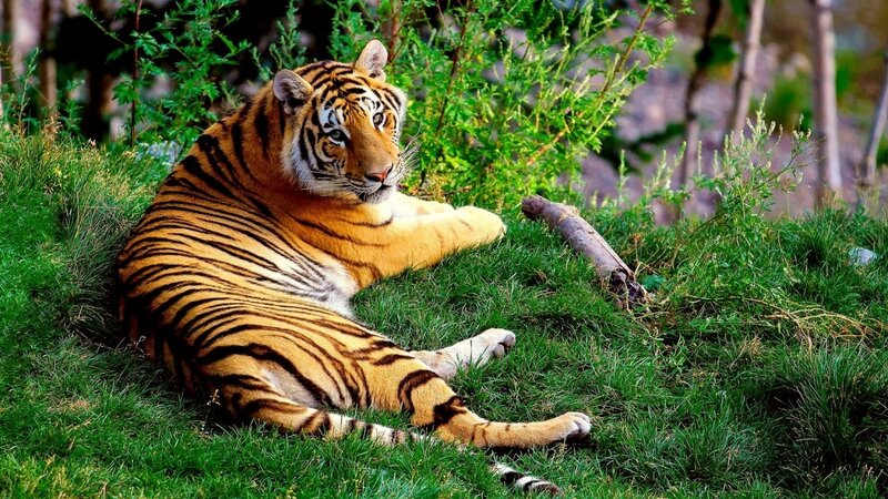 Tiger Resting on Grass — Green, Calm, Afternoon, Photograph, Bushes, Log