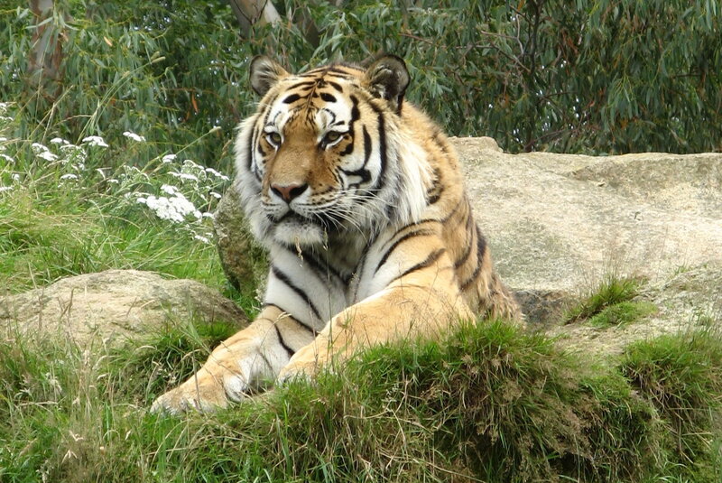 Tiger Resting on Grass — Green, Calm, Afternoon, Photograph, Rocks