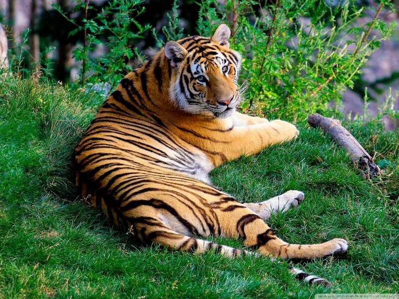 Tiger Resting on Grass — Green, Calm, Afternoon