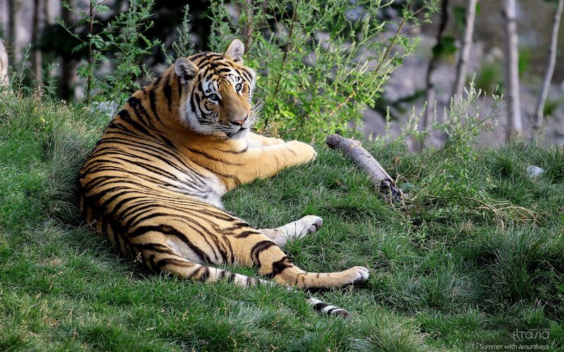 Tiger Resting on Grass — Green, Calm, Summer