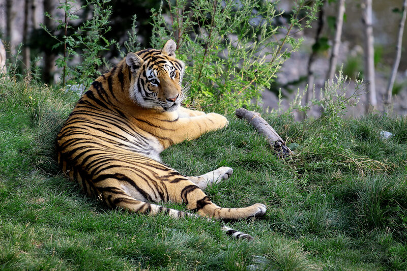 Tiger Resting on Grass — Green, Calm