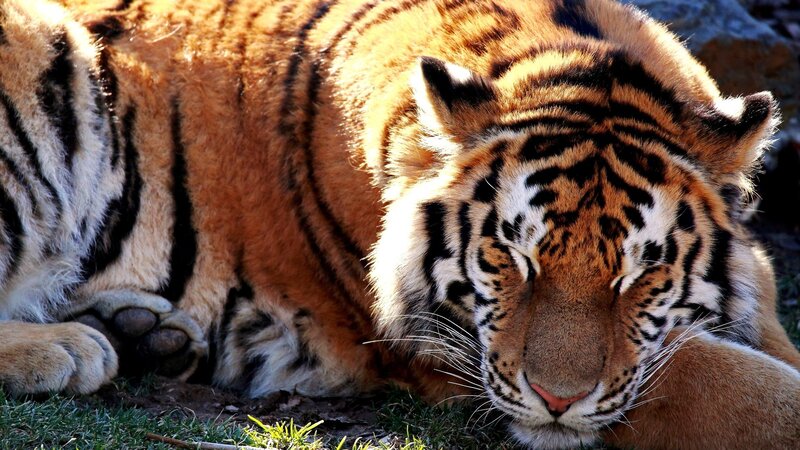 Tiger Resting on Grass — Orange, Calm, Afternoon, Photograph