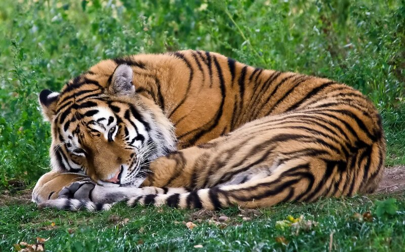 Tiger Resting on Grass — Orange, Calm, Afternoon