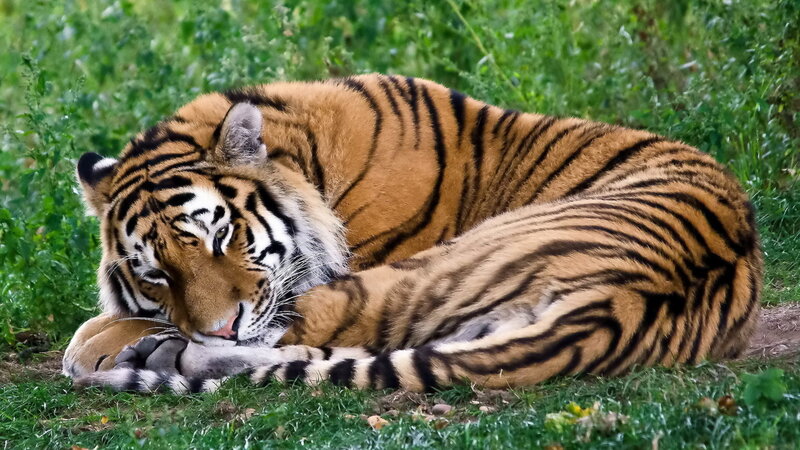 Tiger Resting on Grass — Orange, Calm