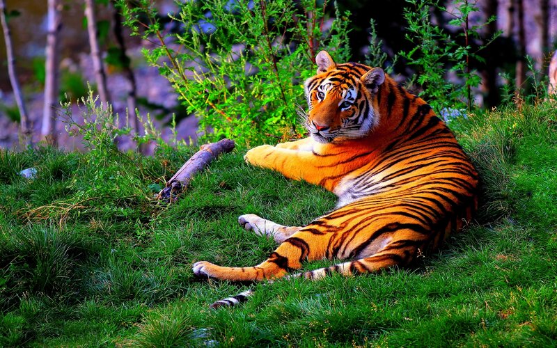Tiger Resting on Grass — Orange