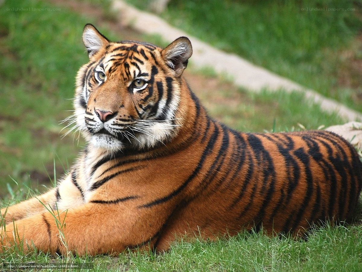 tiger resting on grass
