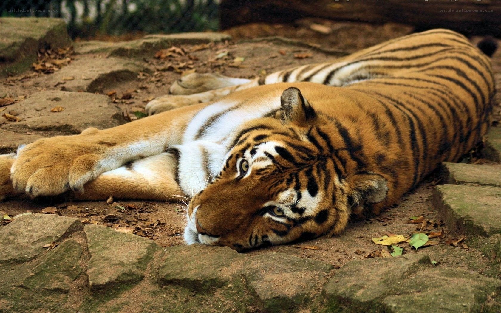tiger resting on ground