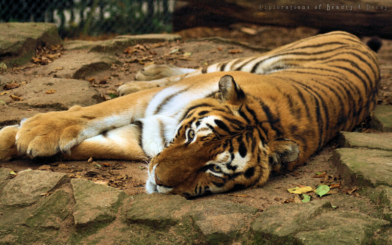 tiger resting on ground