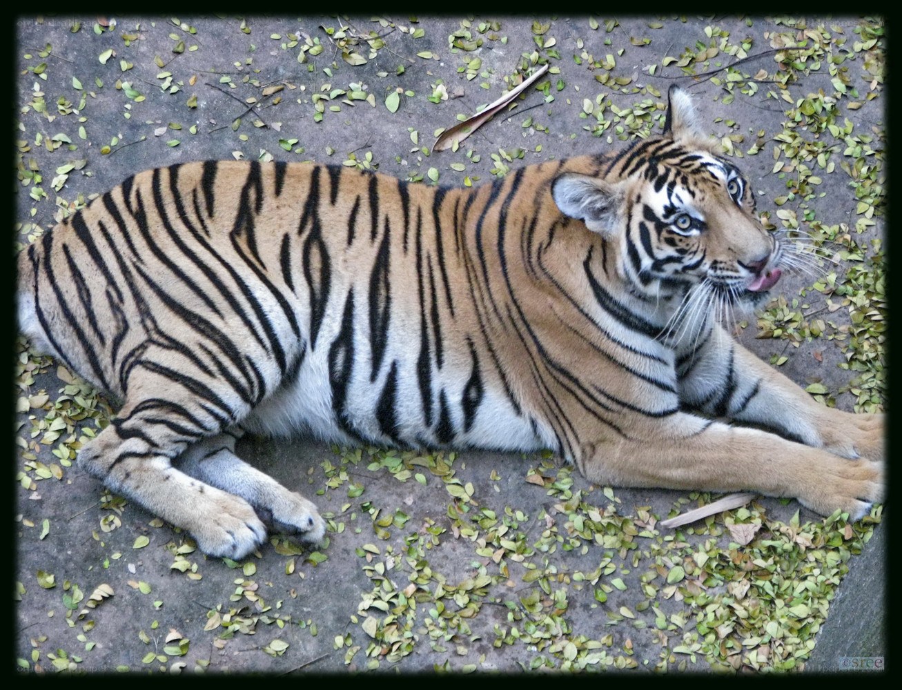 tiger resting on ground