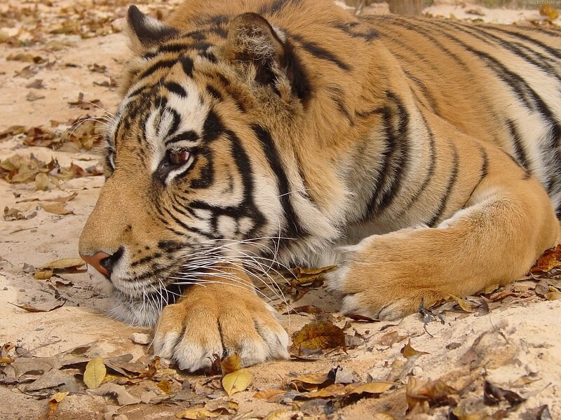 tiger resting on ground