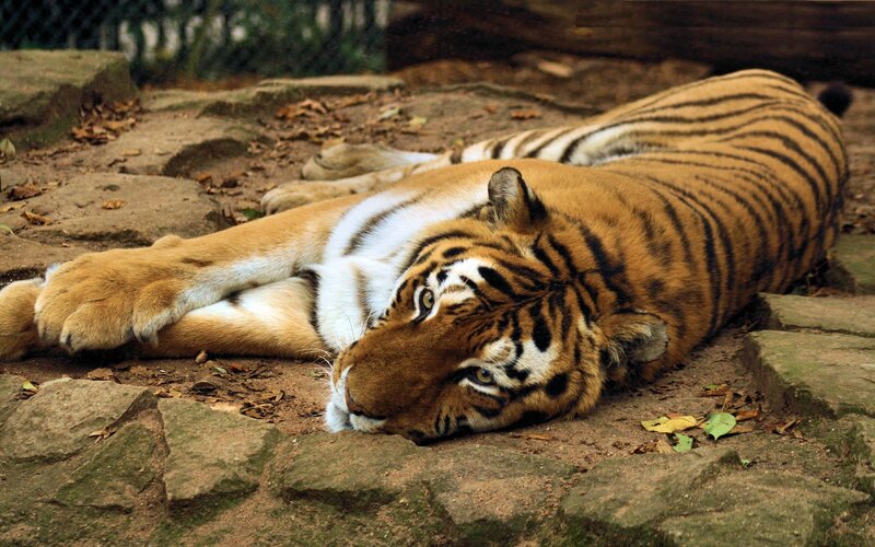 tiger resting on ground