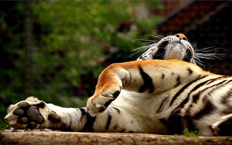 Tiger resting on its back
