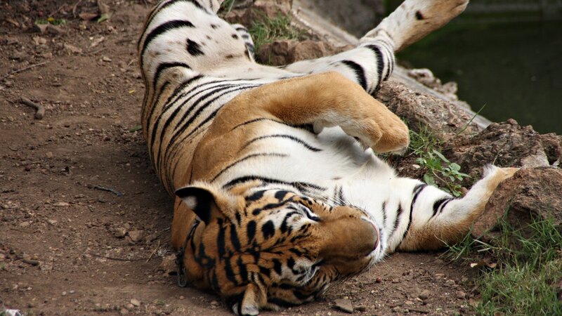 tiger resting on its back