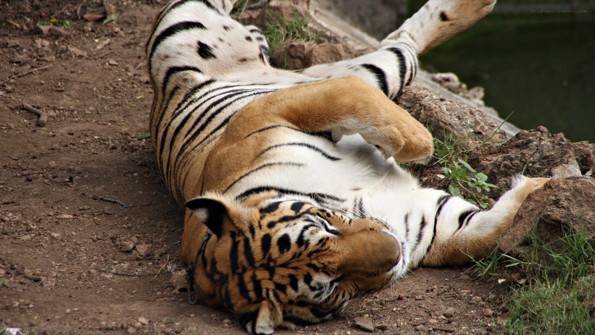 tiger resting on its back