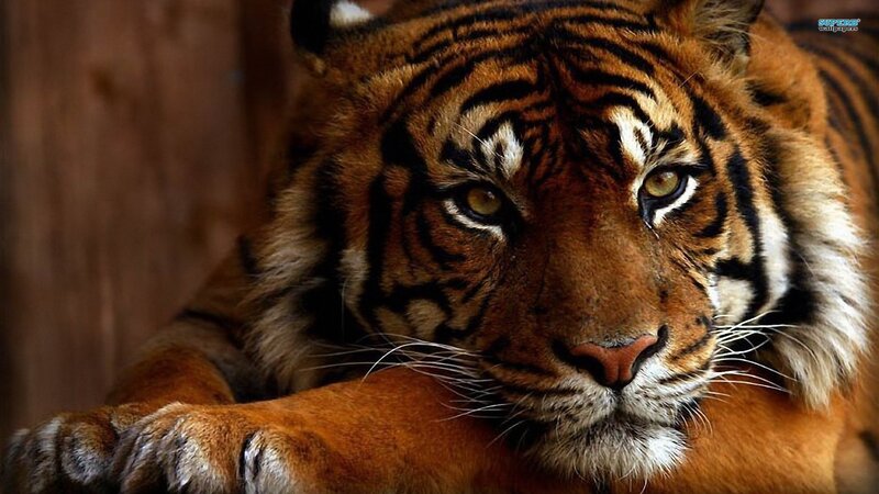 tiger resting on its paws