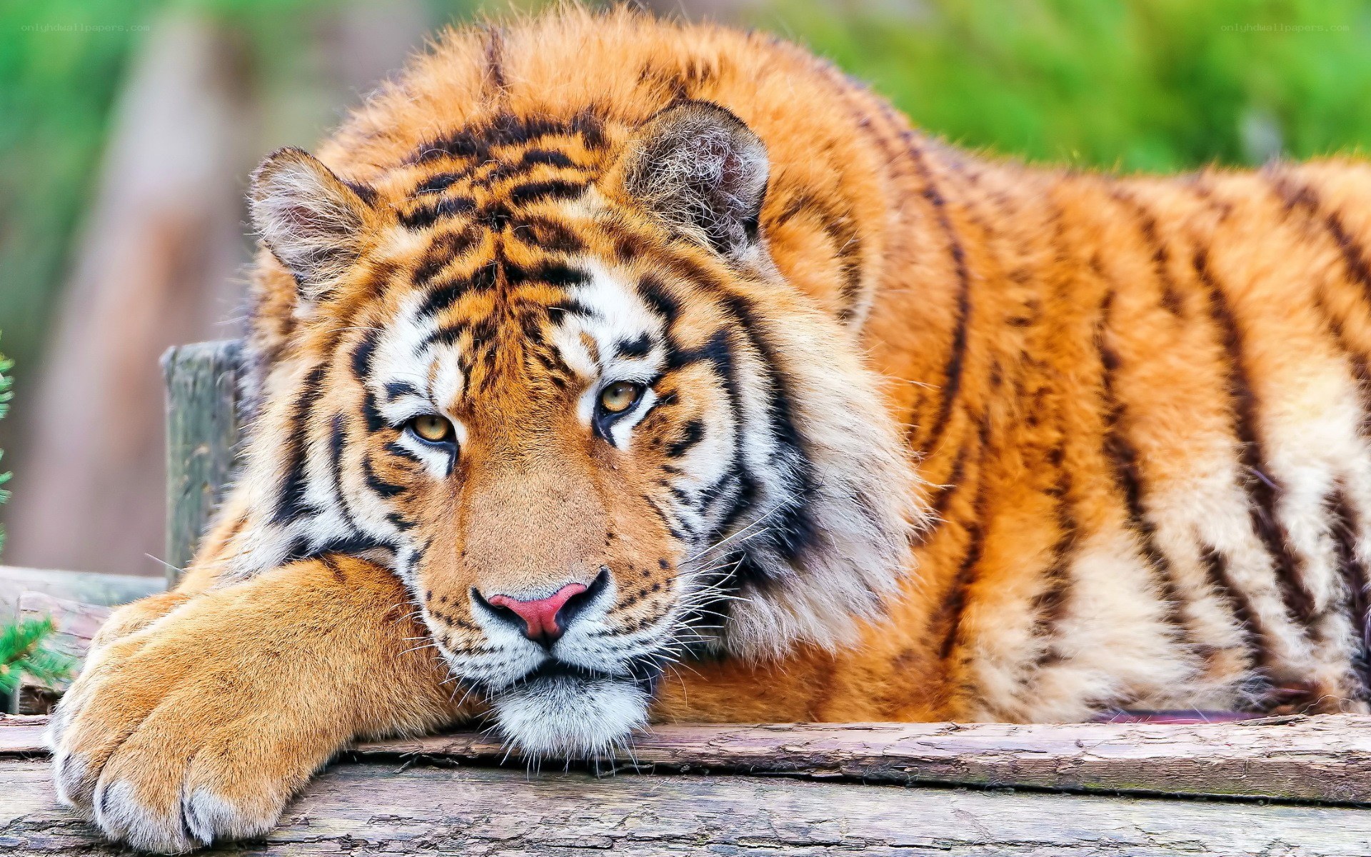 tiger resting on log