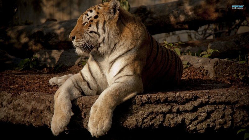 Tiger Resting on Log — Brown, Calm
