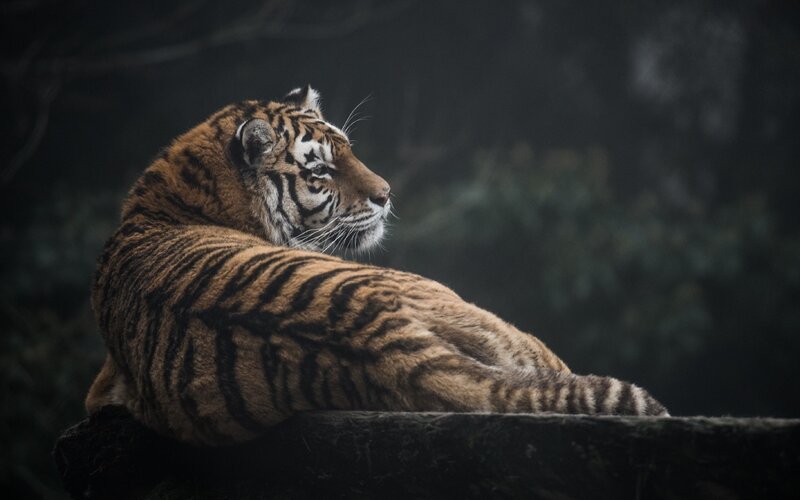 Tiger Resting on Log — Brown