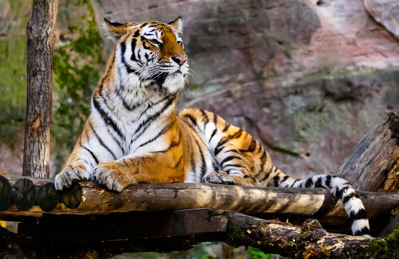 Tiger Resting on Log — Orange, Calm, Afternoon, Photograph, Tree Trunk